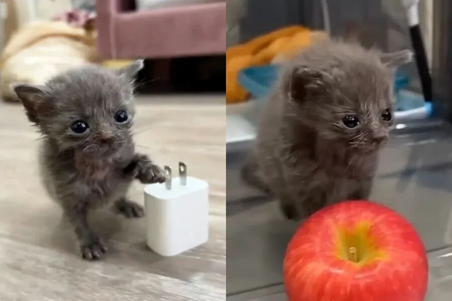 巴掌大的小猫被医生说活不过半年，新主人精心照顾后它竟大变样，最后蜕变成超美猫
