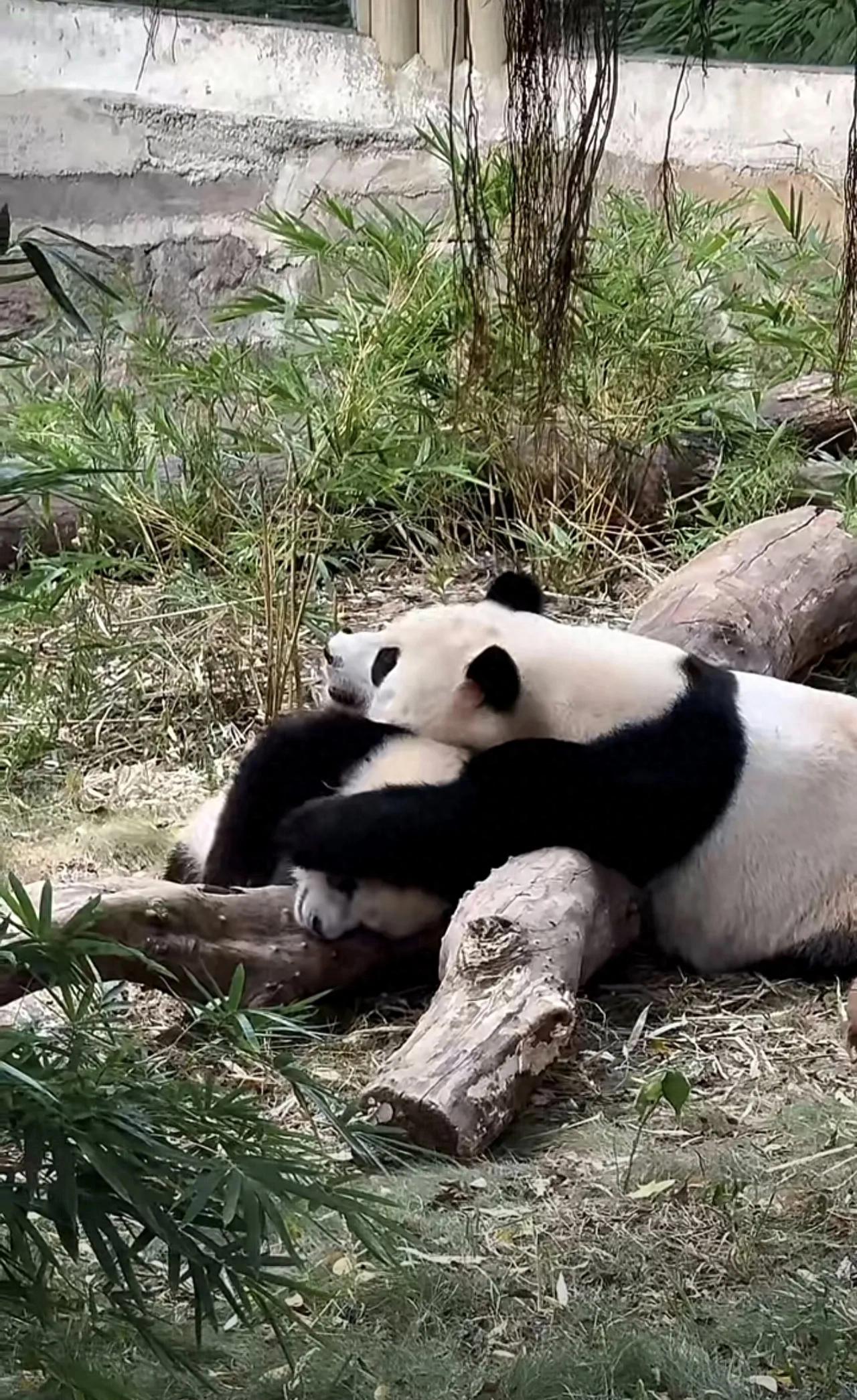 大熊猫奇颖走到那好奇跟到那，搞得奇颖一路狂奔一路甩，狗皮膏药