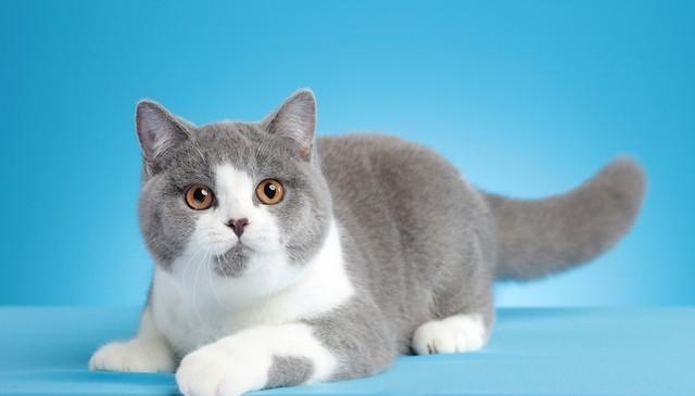 短毛猫与长毛猫，到底谁更能俘获你的心