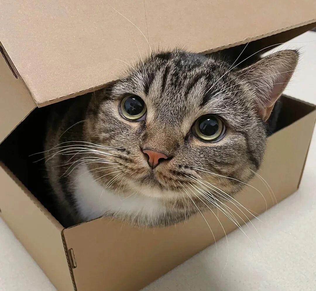 明明有猫窝，猫为什么更喜欢待在纸箱里？原来背后有这些小秘密