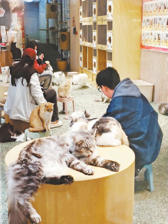 撸宠可以解压 隐患不能不防