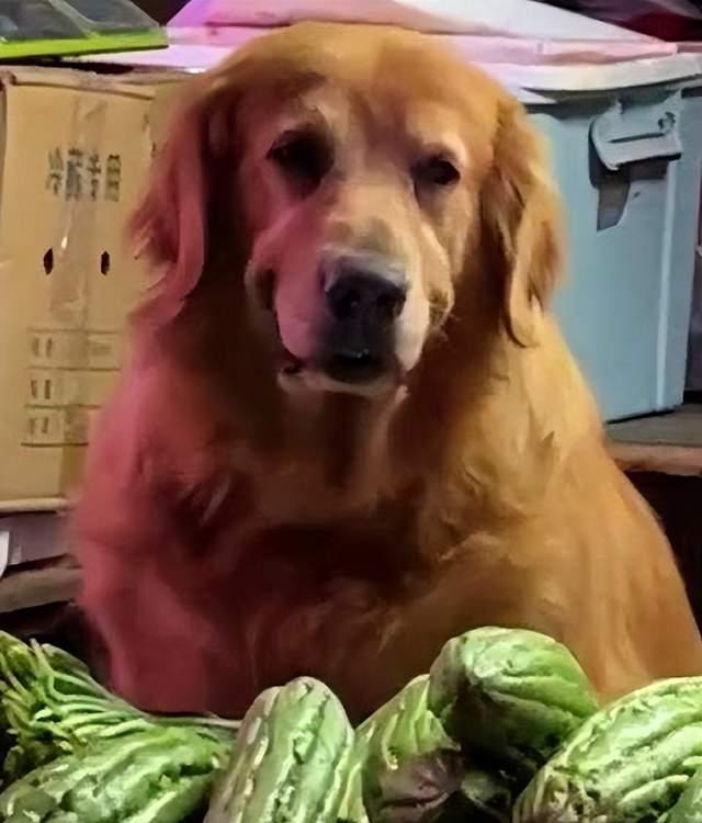 狗狗帮看菜摊遇顾客露假笑，狗狗真的有情绪吗？是的，而且很复杂