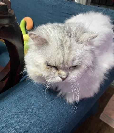 家养宠物猫突然大量掉毛要谨慎，当心得猫癣，还能传染给人