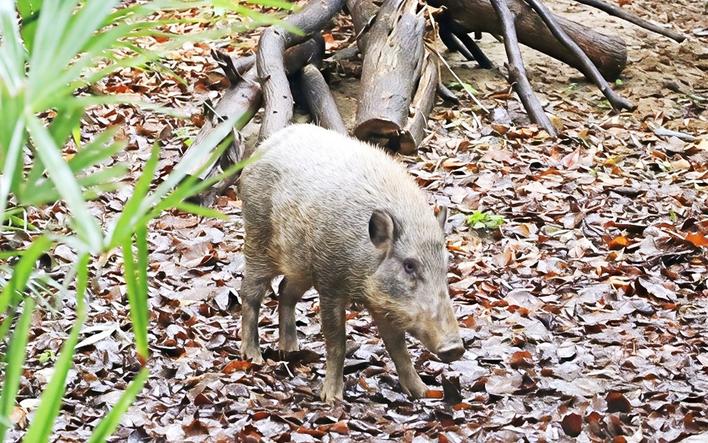 野猪入城，遇到了该怎么办?