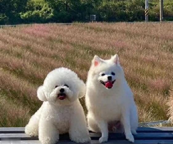 比熊博美大PK，哪个省心又贴心?你选对了吗