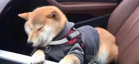 盘点狗狗的小心机，你家狗狗也这样吗?