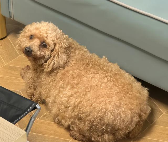 狗狗太胖隐患多，四招轻松助它瘦身，重获健康体态