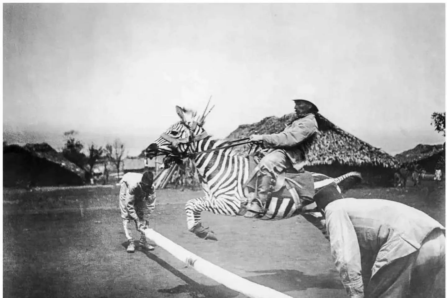 斑马为什么没能成为人类的坐骑?