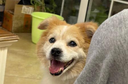 为什么大家要养狗呢? 明明比养猫要麻烦很多，4大原因!