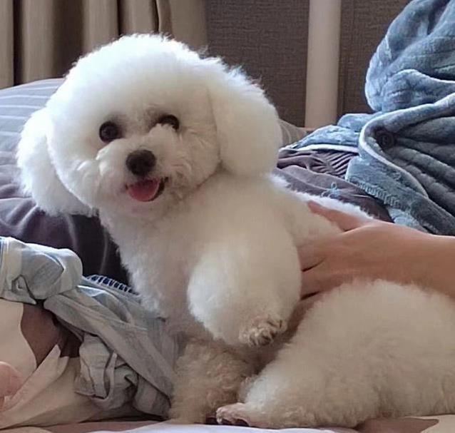 比熊黏你像牛皮糖？这7个动作证明它爱你到骨子里！