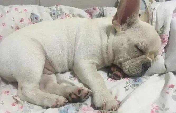 狗狗睡姿揭秘：这8种状态，你会惊讶原来它们如此幸福！