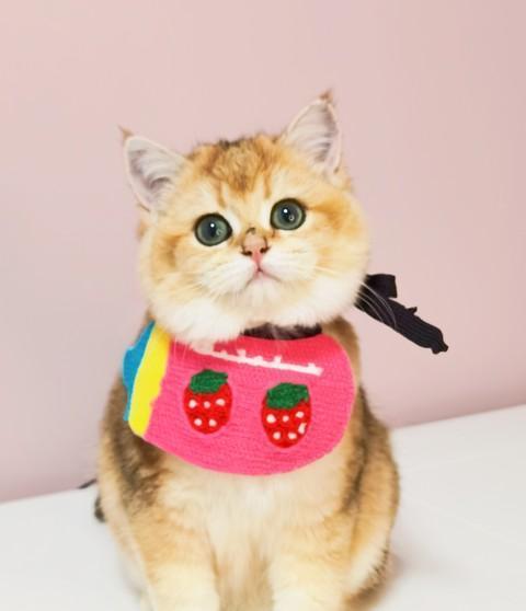 猫咪的成长之谜：从活泼到沉稳，究竟经历了怎样的蜕变?