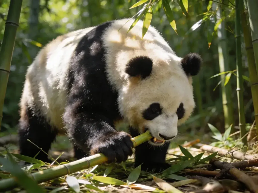 为什么大熊猫只有中国有?