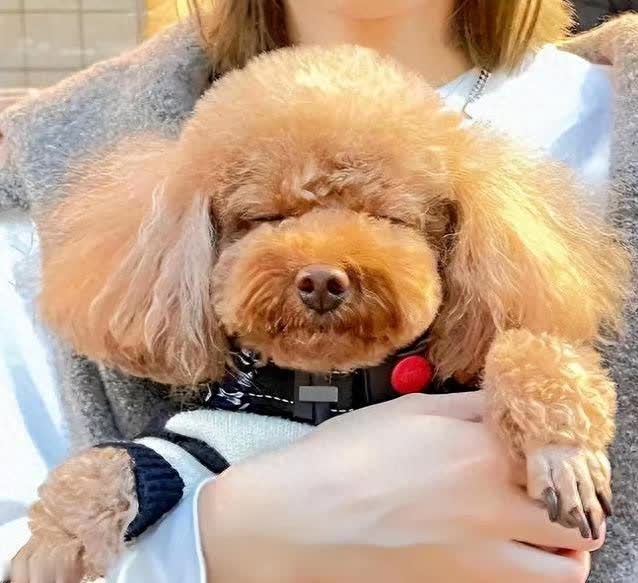 泰迪颜值高又黏人，聪明省心超治愈，你心动了吗?