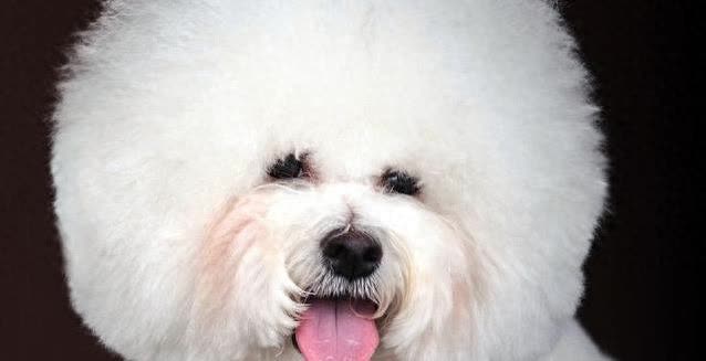 比熊总睡你身边? 不只是爱你，还藏着3个小秘密!