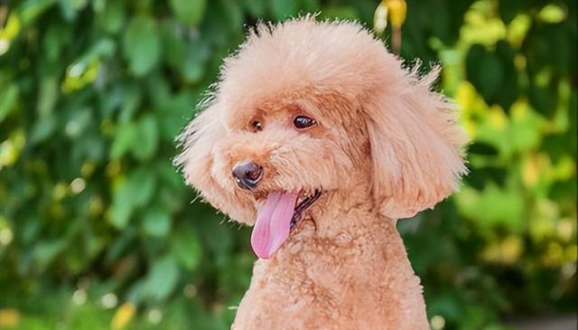 挽救褪色贵宾，这几大妙招教你毛发保鲜秘诀!