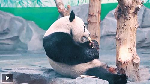 秦皇岛首次迎来国宝大熊猫“雅男”和“桃苏”