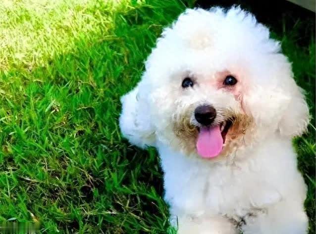 比熊鼻子拱你爪子挠你，它到底想干啥?