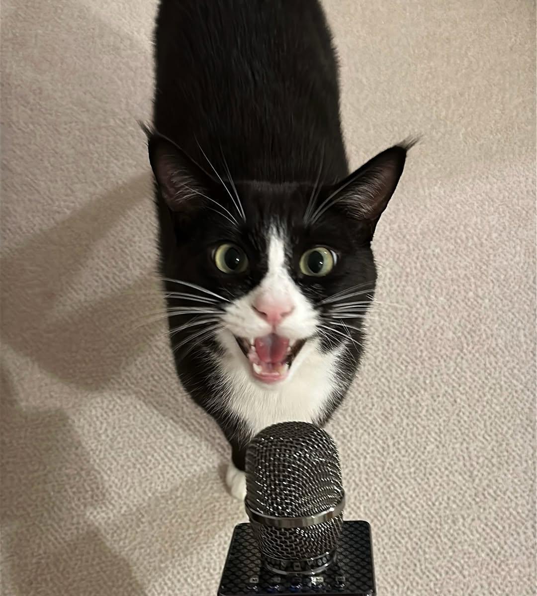 猫咪盯着你的行为背后有什么含义? 如何回应猫咪的眼神交流?