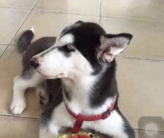 二哈偷吃西瓜藏半块，聪明程度远超想象!