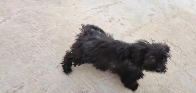 这样虚张声势的狗狗，你们见到过吗?