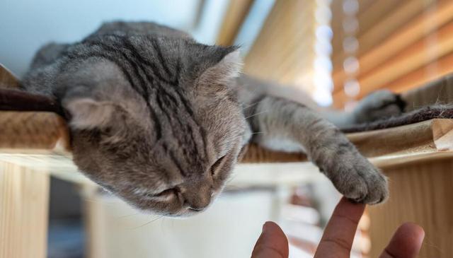 性格真诚，不擅长虚情假意的3种猫咪