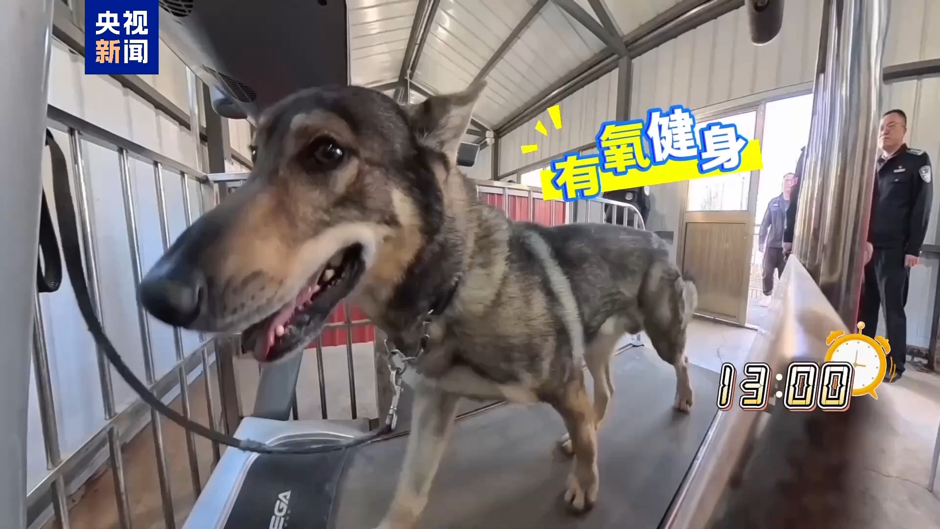 特殊视角解锁昆明犬的一天