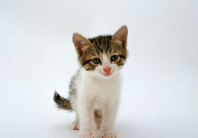 养猫秘籍：它一见你就躺倒打滚，背后的萌言密语大揭秘!