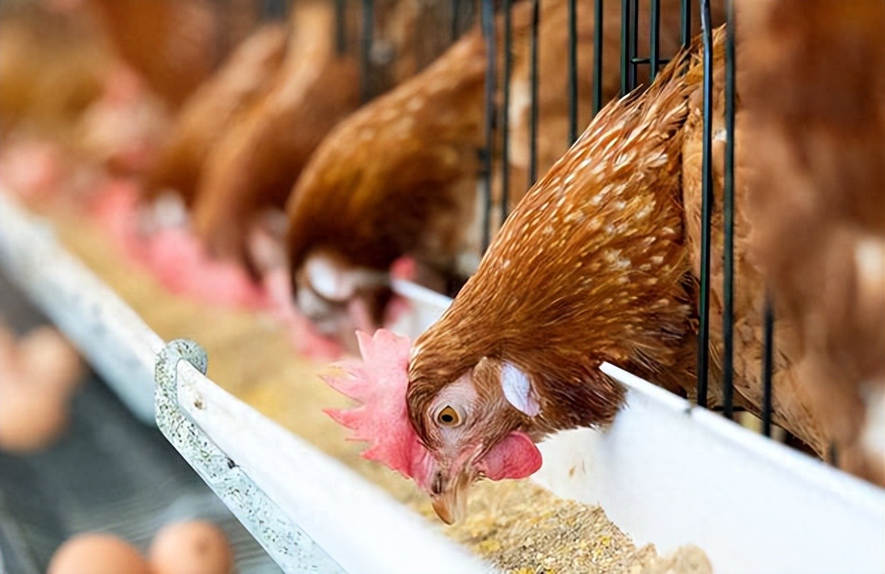 生活在极地的南极磷虾，为何成世界生物量最大野生动物?