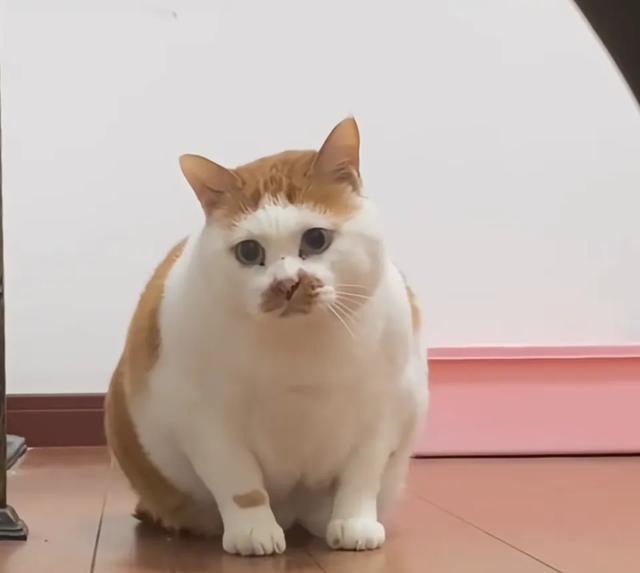 多猫家庭要多关注最胆小的猫，不要迎合它的恐惧，小心酿成惨剧!