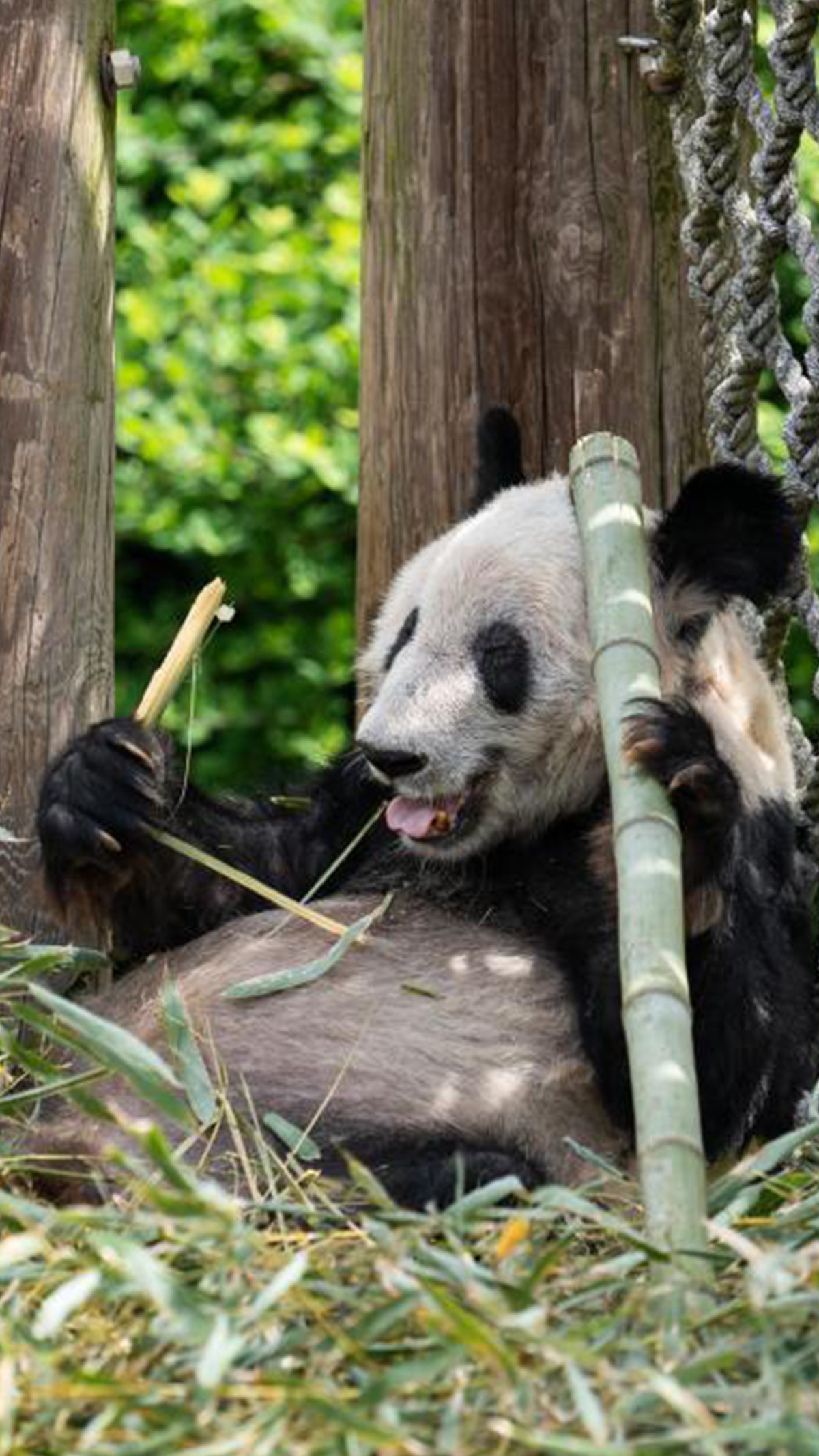 熊猫丫丫的归国之旅