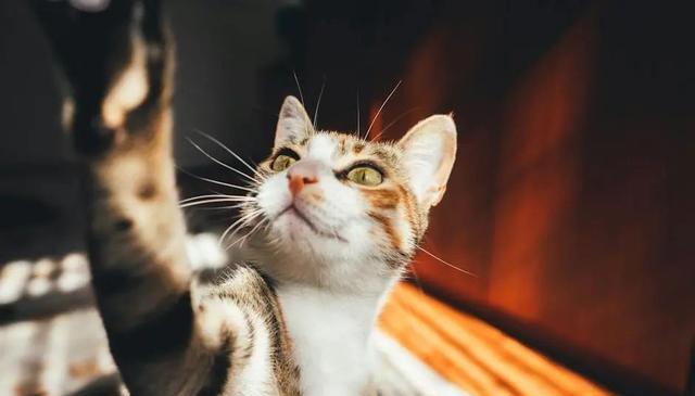 猫咪爱你的五个等级：快来看看你家猫咪处于哪个阶段?