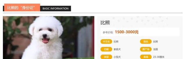 比熊犬萌翻全家，养它却有大讲究，你敢不敢试？