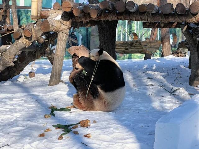 哈尔滨顶流萌宠同框啦! “芝士”、“芝麻”与“淘学企鹅”的新年约会太甜了
