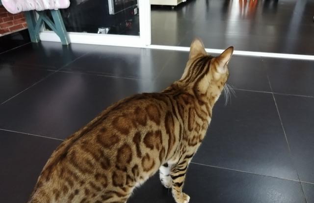 怎样才能够去养好一只小猫咪呢