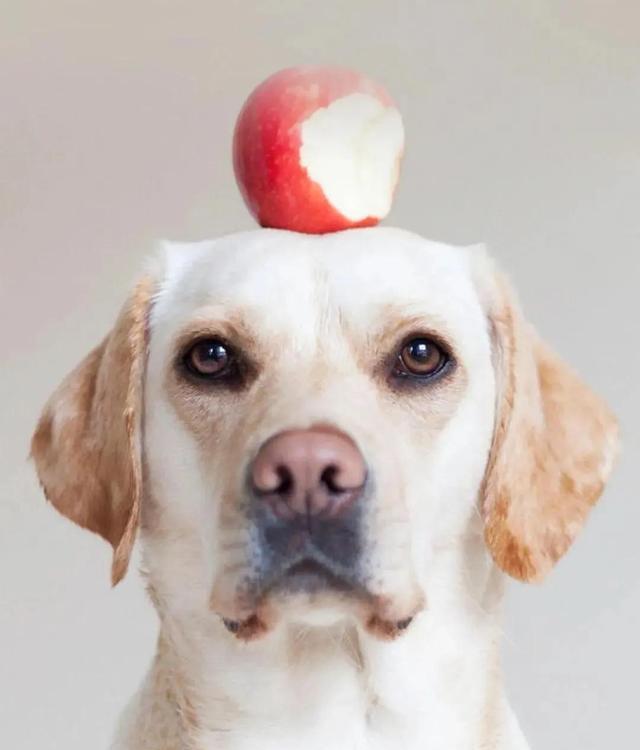 狗狗的社交世界：与主人和其他宠物的温馨互动