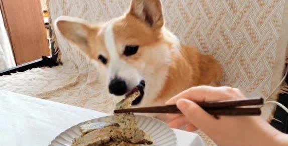 狗狗挑食不吃饭宠主急，5招让它乖乖进食