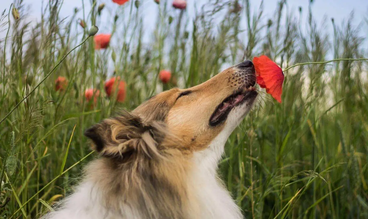 为什么动物在交配前，会先闻闻对方的屁股? 这是什么奇怪礼仪? 看似尴尬的行为，其实蕴含着科学奥秘