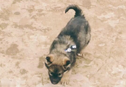 收养藏獒串串半年，从调皮蛋变护主神犬，邻居抢着夸