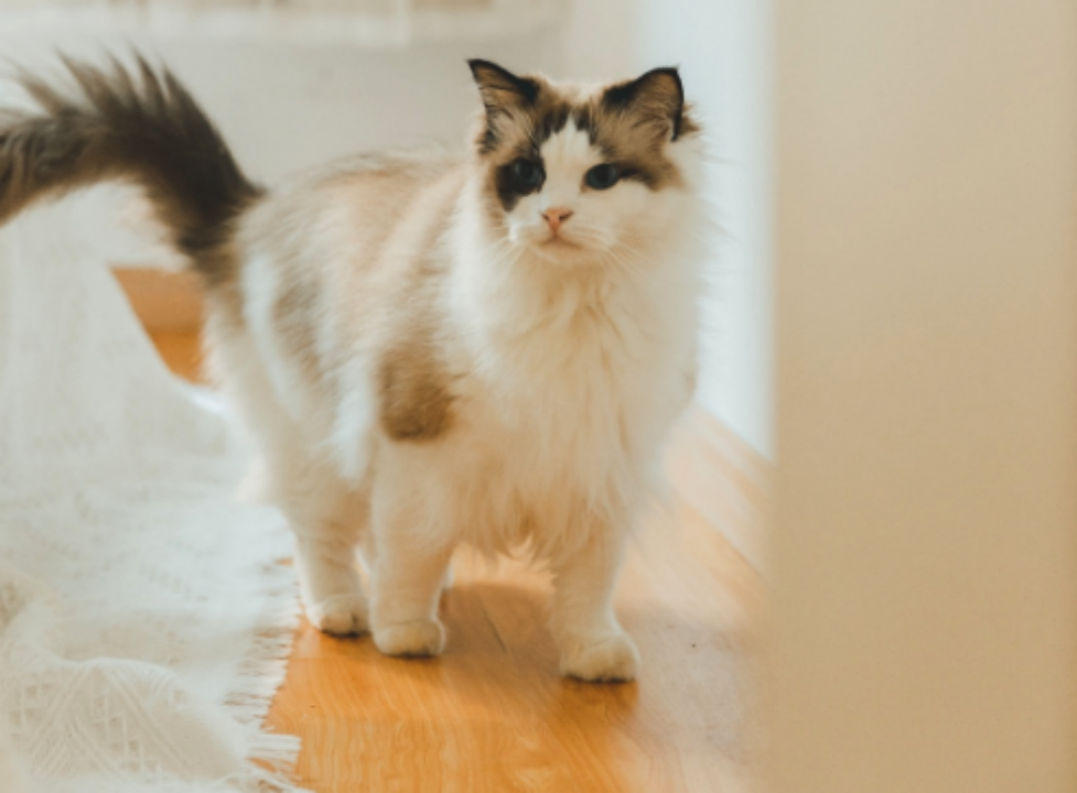 猫咪界的巅峰颜值代表们