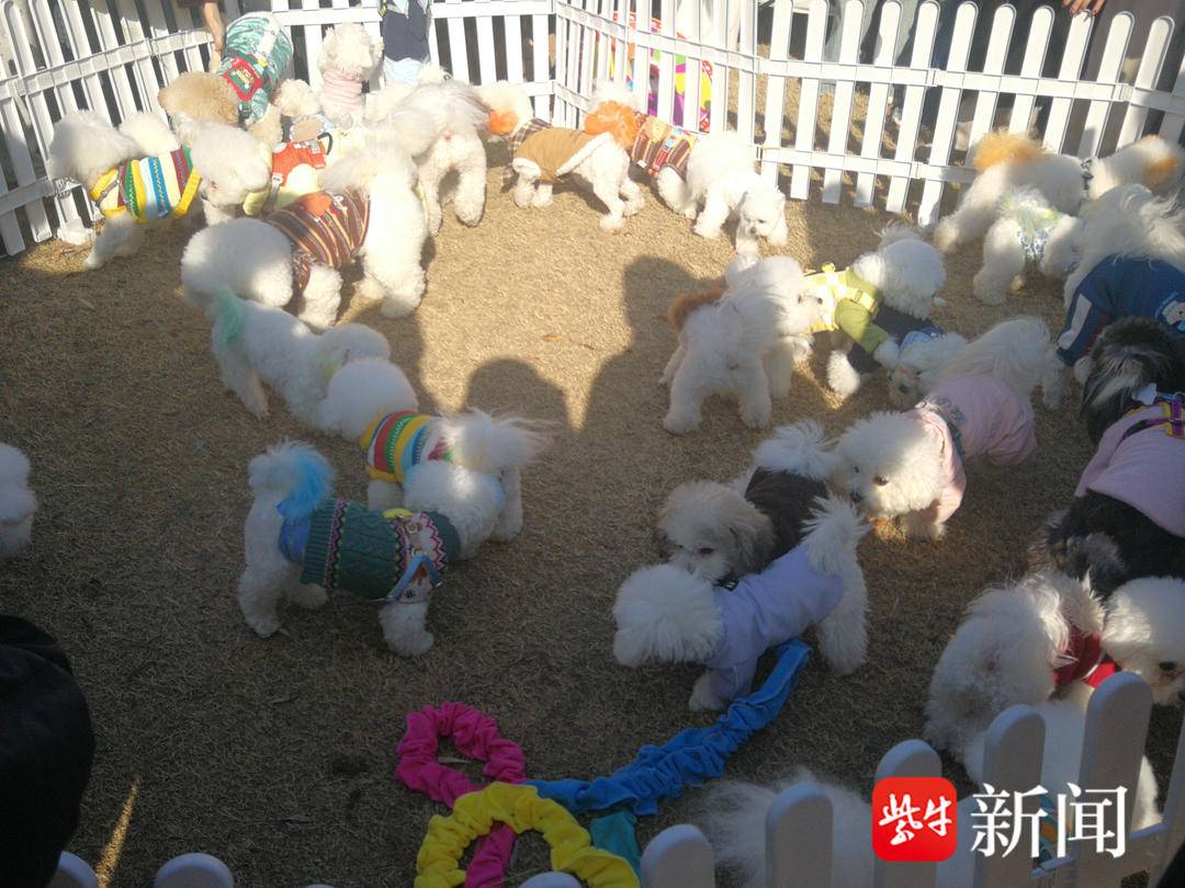 300只比熊齐聚南京开年会!