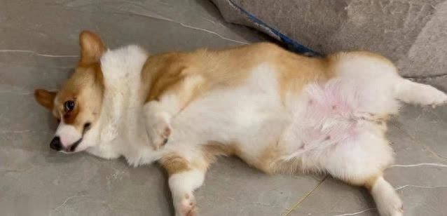 狗狗四脚朝天不只为玩，藏着信任秘密，你看懂了吗?